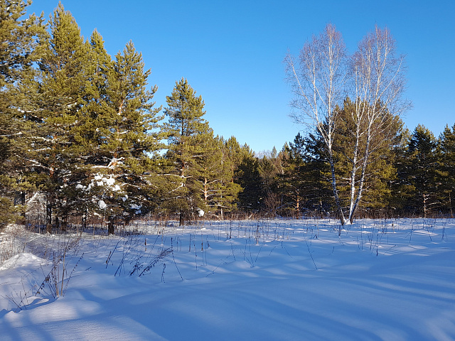 Зимний Таёжник